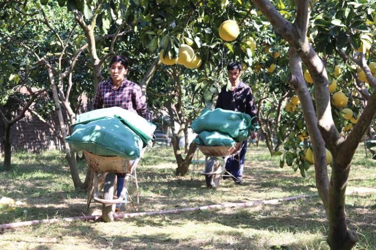 xây dựng thương hiệu cho Bưởi Yên Thủy