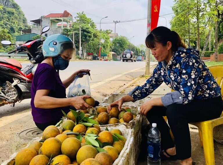 cam Cao Phong tỉnh Hòa Bình