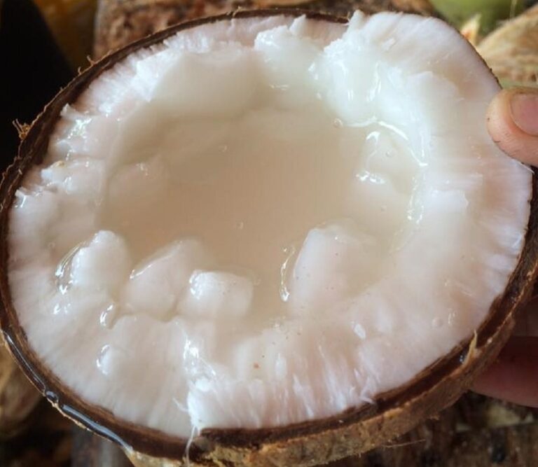 trái dừa sáp Cầu Kè