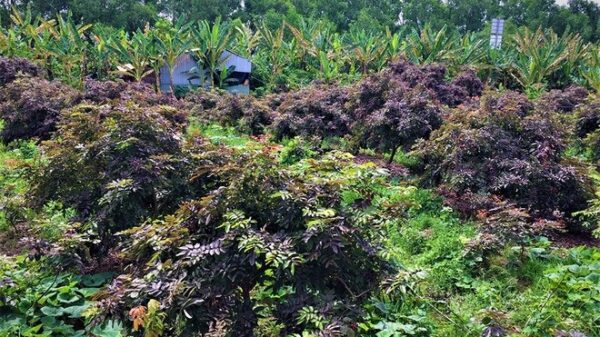 vườn cây nhãn tím