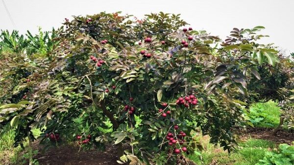 chăm sóc cây nhãn tím