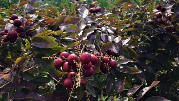 thu hoạch nhãn tím