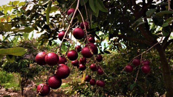 thăm quan vườn nhãn tím