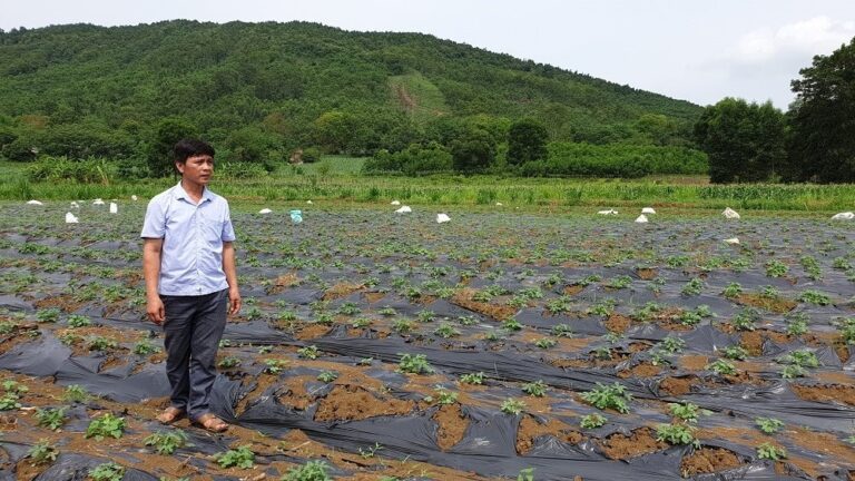 sản vật Sâm Báo tiến vua