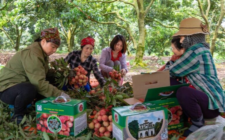 vải sớm Phù Cừ