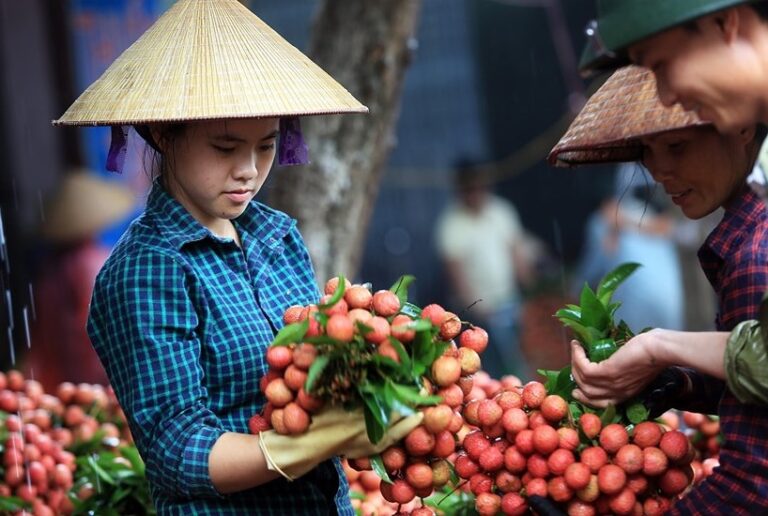 vải thiều Lục Ngạn