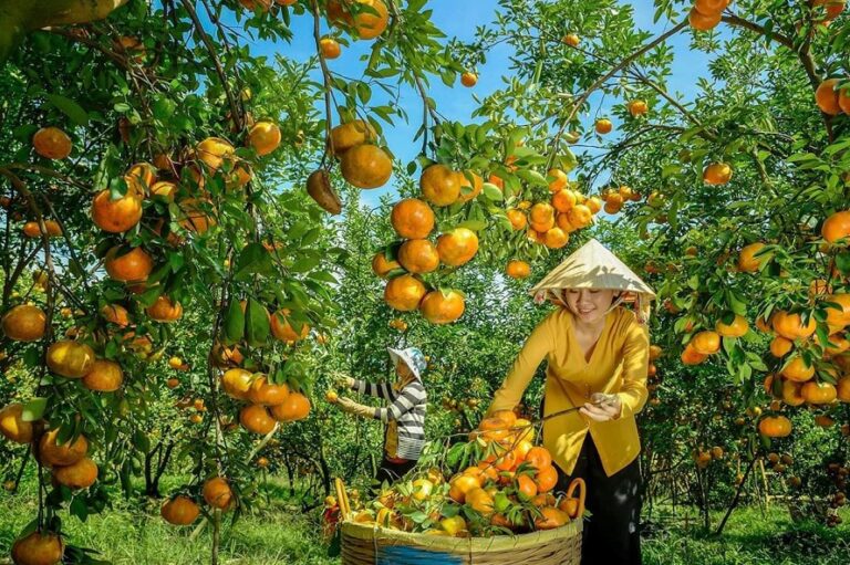đặc sản quýt hồng Lai Vung