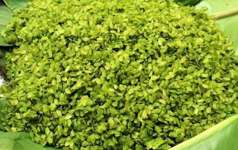 cốm Tú Lệ làm từ nếp Tan Tú Lệ