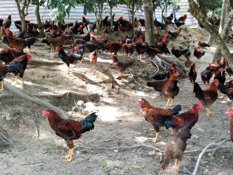 gà đồi Lang Chánh - trang trại Hán Sơn Dương