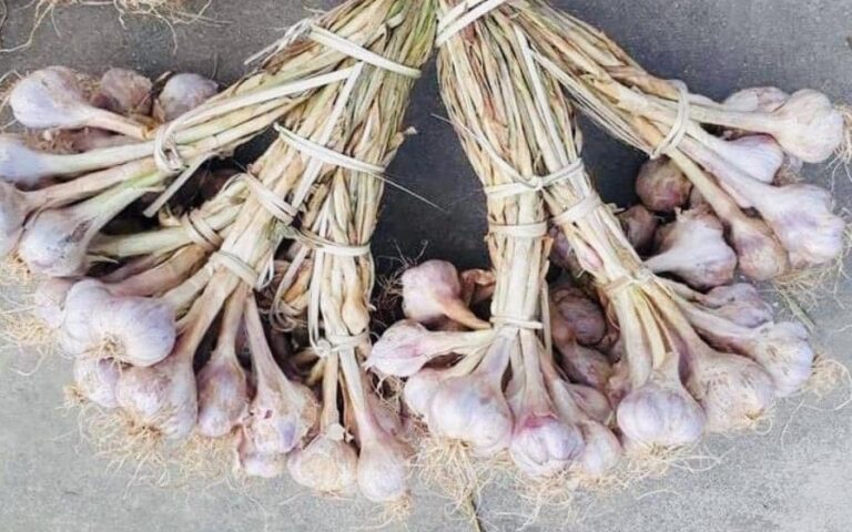 tỏi sạch Quảng Minh