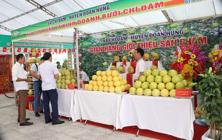 bưởi Sửu Chí đám - bưởi Đoan Hùng