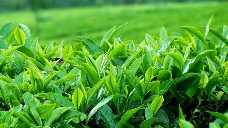 sản phẩm OCOP - chè Tân Cương Thái Nguyên