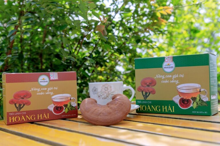 nấm linh chi Hoàng Hải