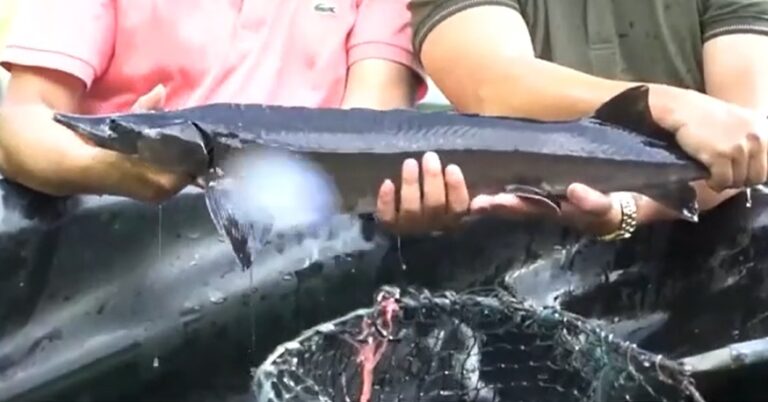 cá tầm thương phẩm Nà Hẩu