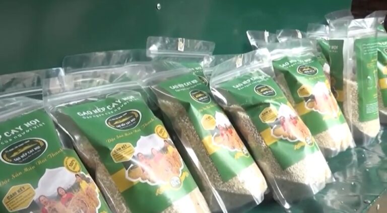 nếp Cay Noi của hợp tác xã nông lâm Chung Thành