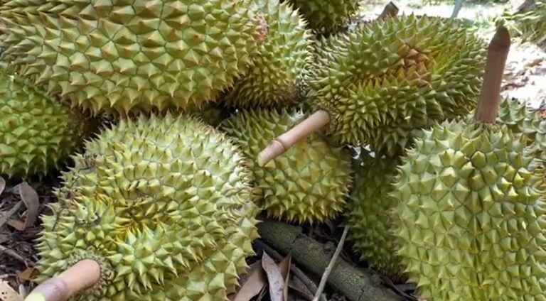 sầu riêng Ri6 Bàu Đồn