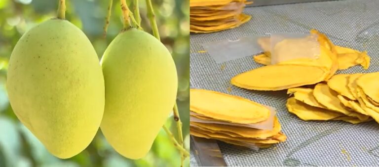 xoài Cát Chu sấy dẻo Lộc Thịnh Phát