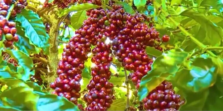 cà phê chất lượng cao và cà phê đặc sản