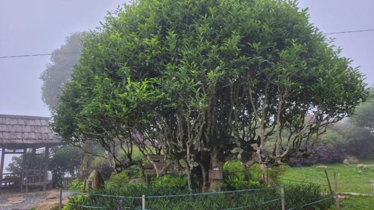 Di sản cổ thụ suối giàng