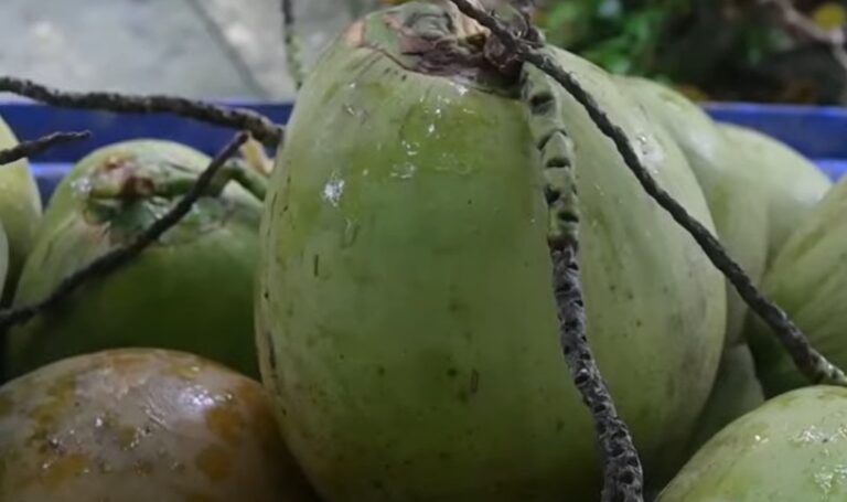 dừa Bến Tre