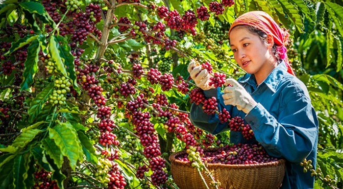 Hành trình chuyển đổi: Đưa nông nghiệp Việt Nam lên tầm cao mới