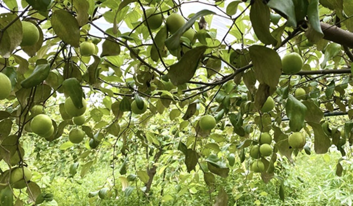 Chang Chang Farm: Từ đam mê đến thương hiệu nông sản Việt đẳng cấp