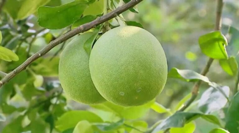 bưởi da xanh - OCOP Bình Dương