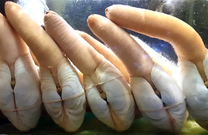 Geoduck – Món hải sản cao cấp: Vì sao giá đắt đỏ?