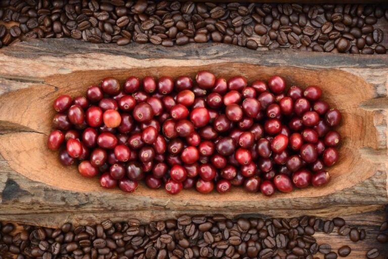 cà phê Arabica Khe Sanh tỉnh Quảng Trị