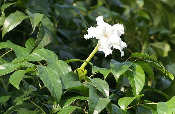 Nhang sinh học và hành trình làm giàu từ tri thức của cô giáo miền Tây 1 lá quao nước ở Miền Tây dùng làm nhang sinh học