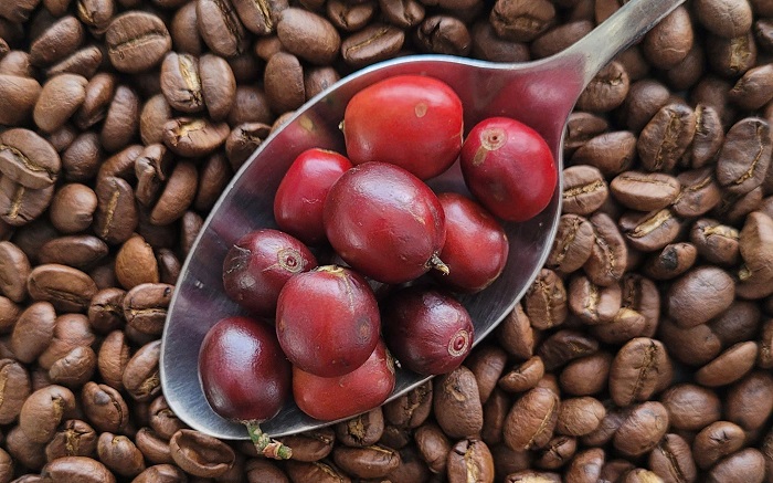 Robusta Việt Nam và bài toán quyền lực trong ngành cà phê thế giới