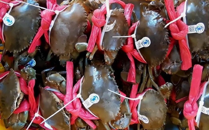 Hơn 36.000 tấn mỗi năm: Cua Cà Mau bước vào cuộc đua tỷ đô của ngành thủy sản