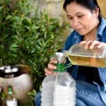 nấu dầu tràm Huế