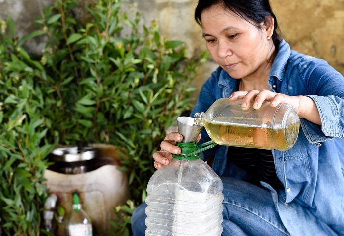 Tinh dầu tràm Huế: Di sản dược liệu bước vào cuộc chơi thương hiệu