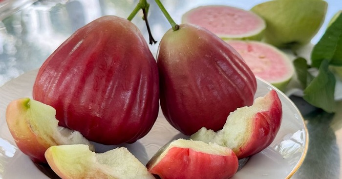 Mận hồng MST Sóc Trăng giá cao có đáng mua không: Trải nghiệm thực tế từ người dùng