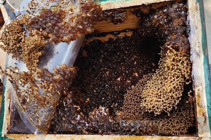 thu hoạch mật ong dú