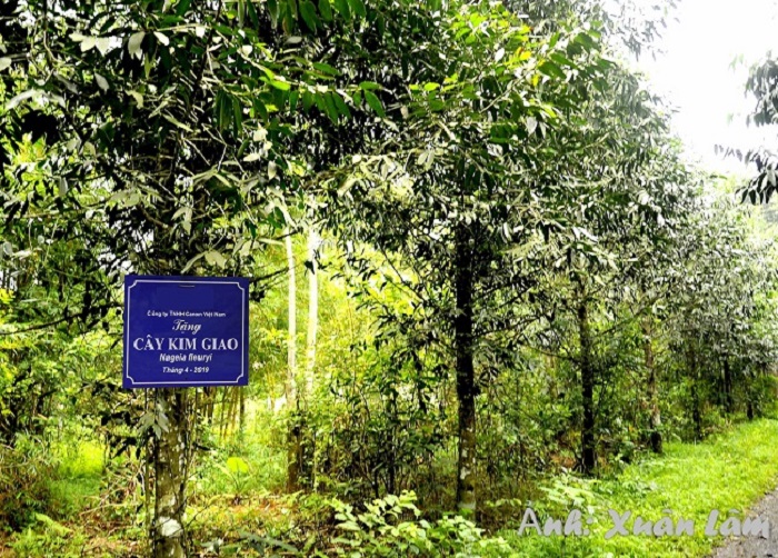 cây kim giao làm đũa gỗ