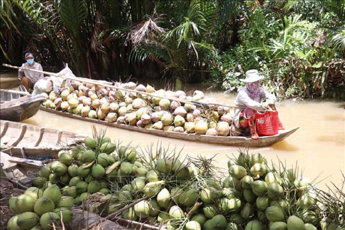 Dừa hữu cơ Vĩnh Long: Nghịch lý 30 triệu trái nhập khẩu và bài toán chuỗi giá trị nông nghiệp Việt