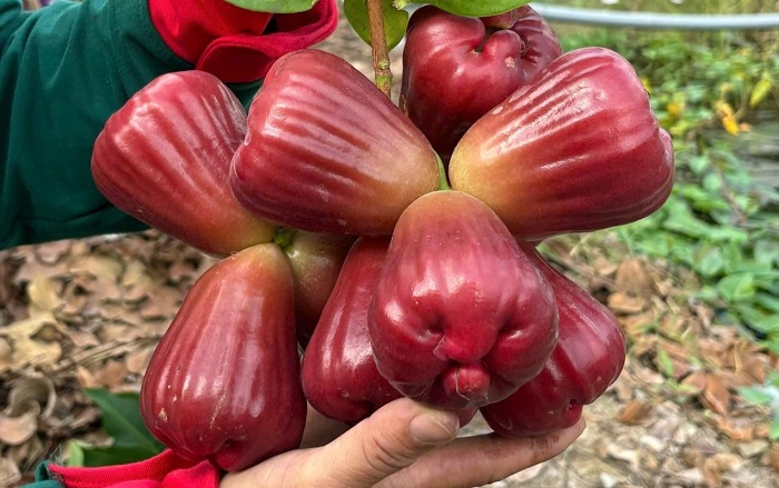 Mận hồng MST Sóc Trăng giá cao có đáng mua không: Trải nghiệm thực tế từ người dùng