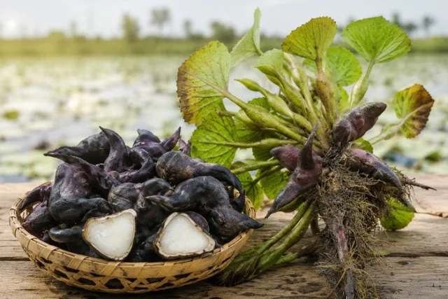 củ ấu Miền Tây