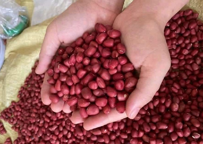 Lạc đỏ cổ miền núi phía Bắc có gì đặc biệt mà giá cao hơn lạc thường?